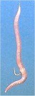 wurm 