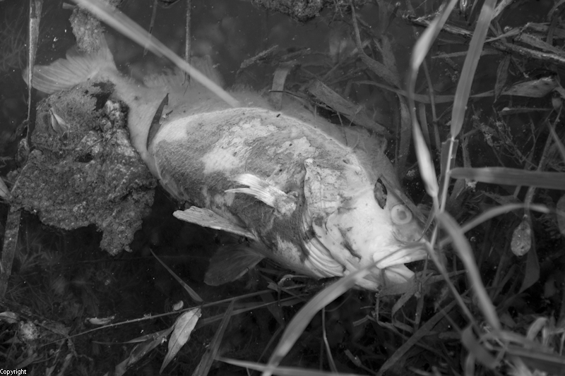 --������������ - ������� (����������)