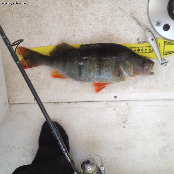 --Barsch, Edersee, 05.10.14 - ������� (����������)