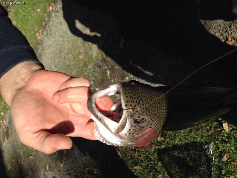 --������ - ������� (����������)