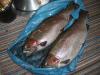 Stausee - рыбалка (фотоальбом)