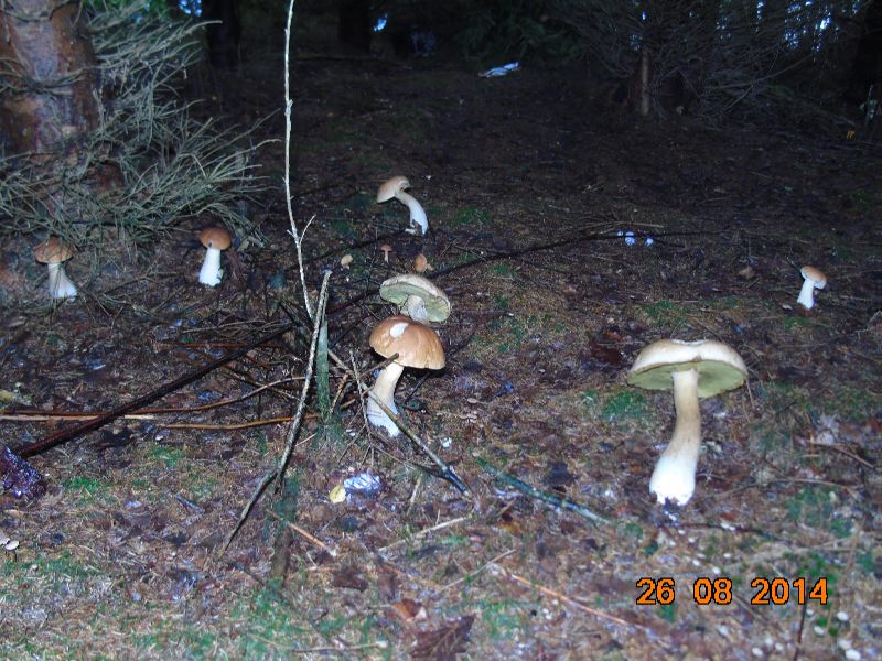 --������� - ������� (����������)