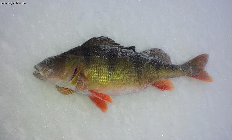 --��������2015 - ������� (����������)