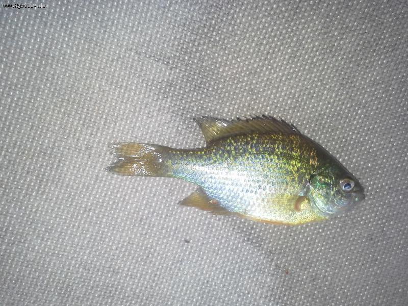 --��� �����������? - ������� (����������)