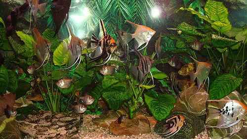 --�������� - ������� (����������)