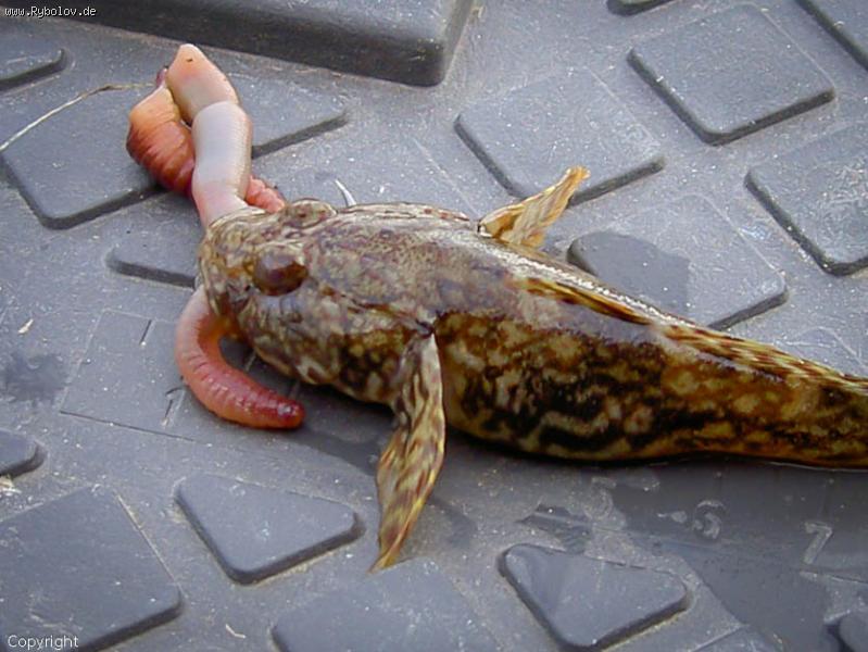 --��������� � ������� ��������� - ������� (����������)