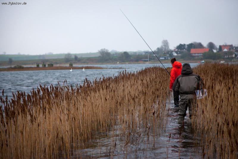 --meerforelle - ������� (����������)