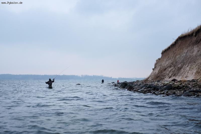 --meerforelle - ������� (����������)