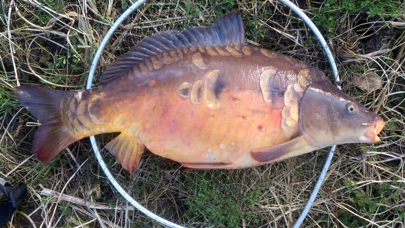 --��������� ���������� ���� - ������� (����������)