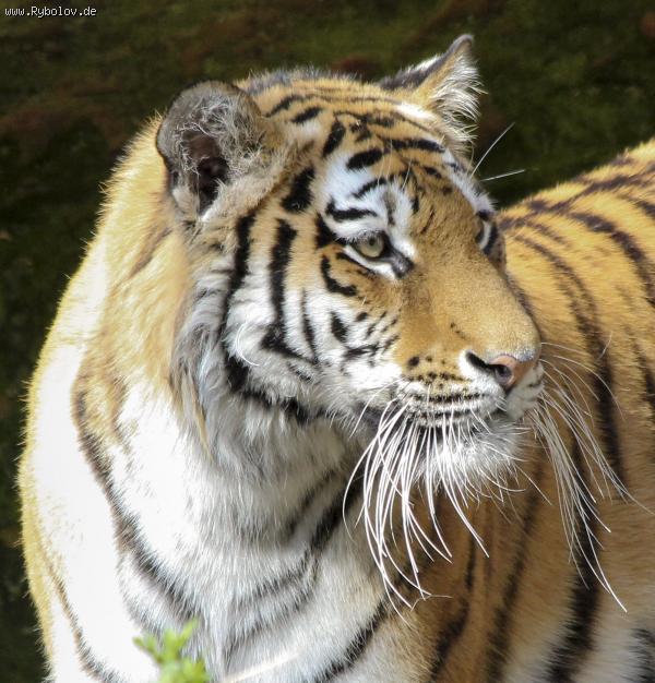 --������� �������� 04.2015 - ������� (����������)