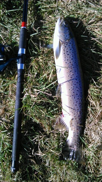 --Meerforelle - ������� (����������)