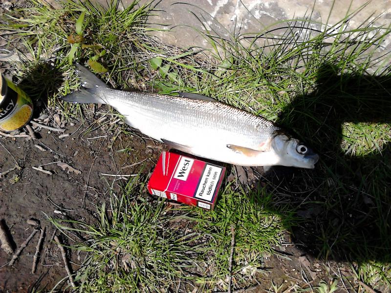 --Marene-M&#246;hnesee 02.05.15 -  ()
