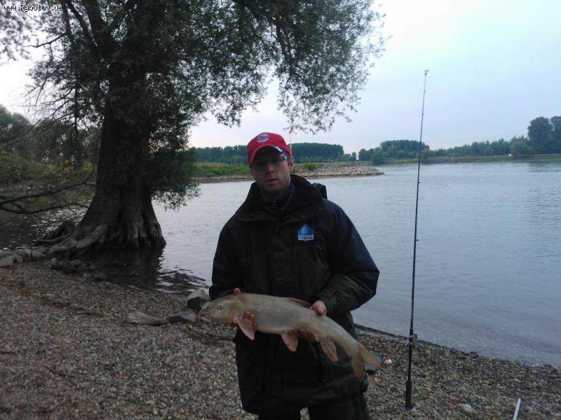 --Rhein - ������� (����������)