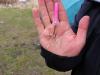 ����- \"�����\"... �������� �����... - ������� (����������)