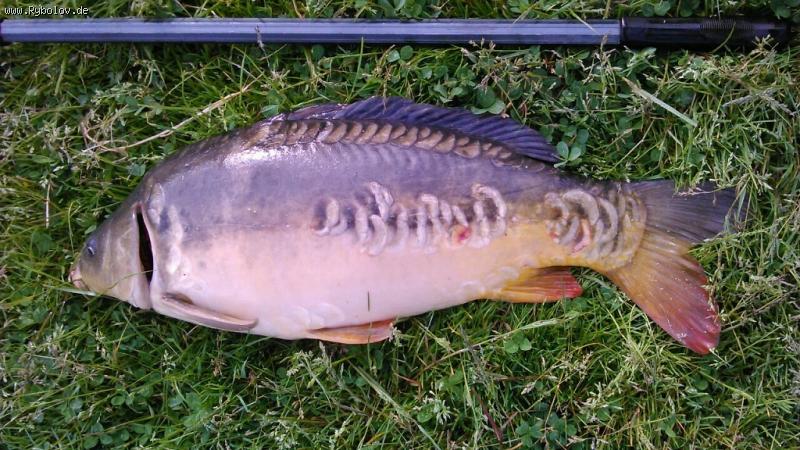 --���� ���������� - ������� (����������)