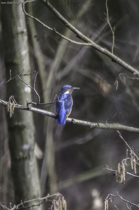 --Eisvogel - ������� (����������)
