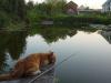 Кот рыбак! - рыбалка (фотоальбом)