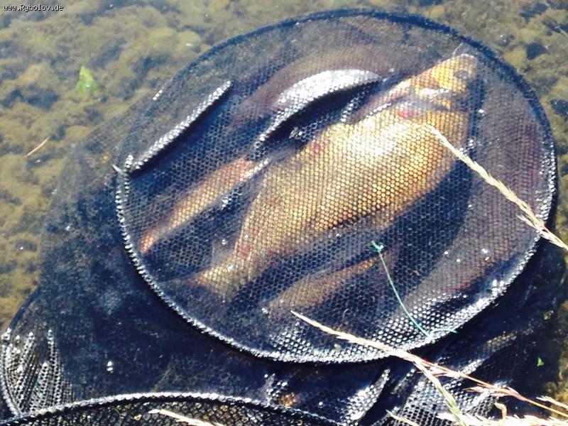 --��������� - ������� (����������)