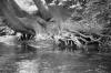 Am Zusammenfluss von Lippe und Pader -  ()