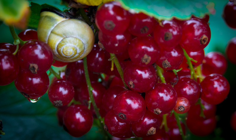 --������� - ������� (����������)