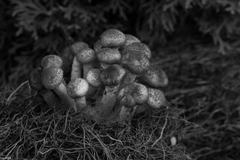 --003 - ������� (����������)