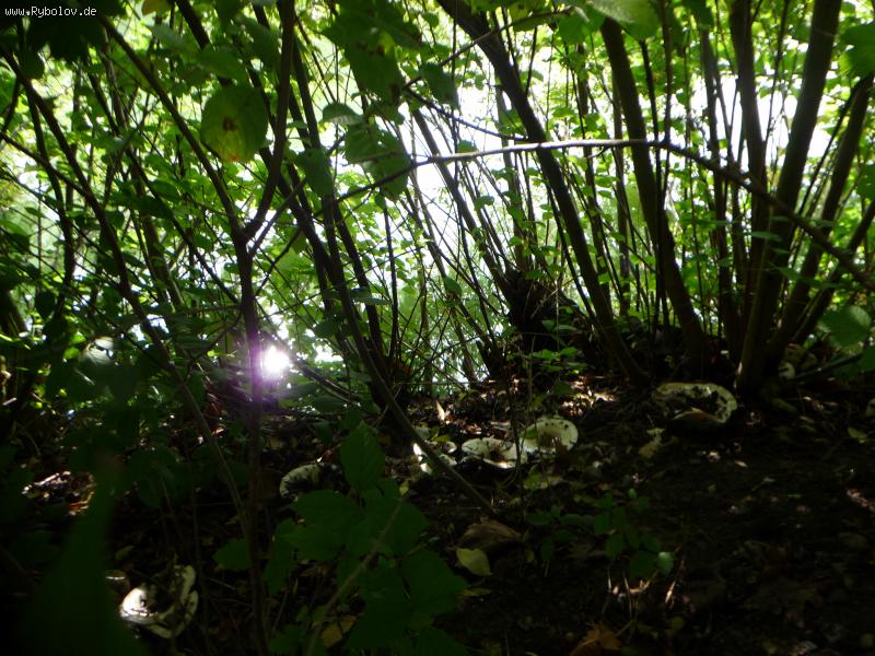 -- ���� �� ���� �� ����... � ������ \"�����\"  - ������� (����������)