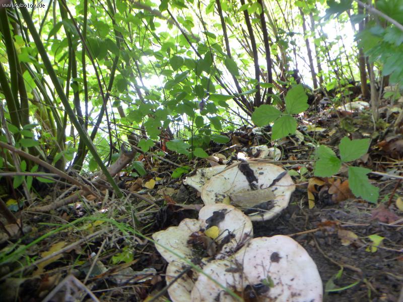 --���� � ����� ,���� �������,�������... - ������� (����������)