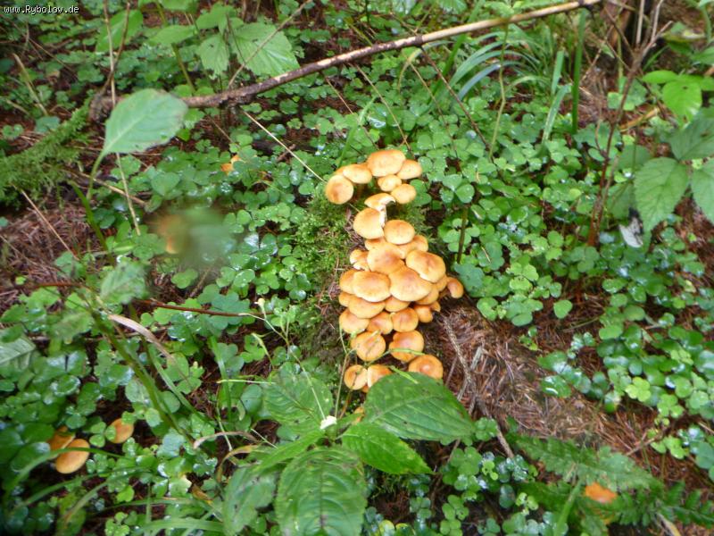 -- �� ��� � �����... - ������� (����������)