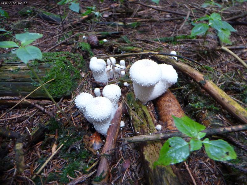 --5 - ������� (����������)