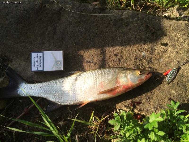 --Rapfen - ������� (����������)