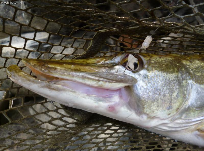 --������ ������ ������, � ������� ���� (1,8��, 67 ��) - ������� (����������)