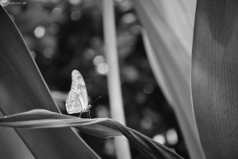 --17.10.2015 - ������� (����������)