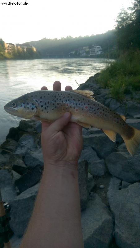 --Bachforelle - ������� (����������)