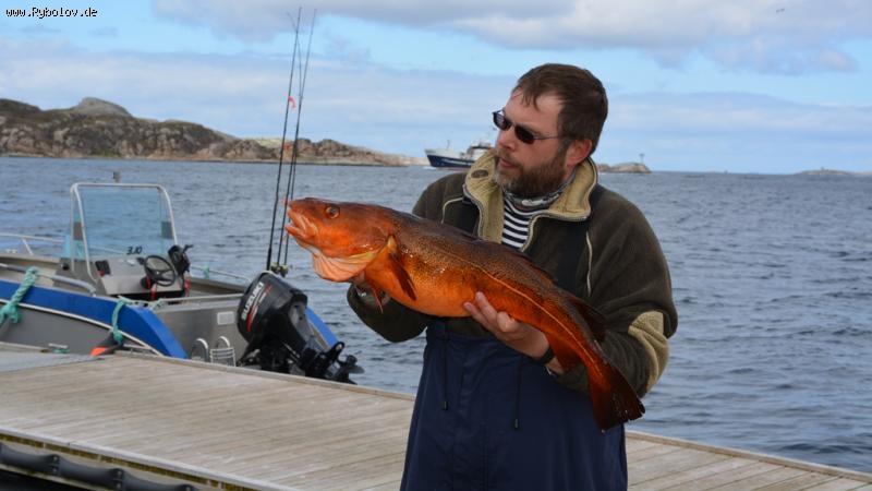 --�������� 2015.. - ������� (����������)