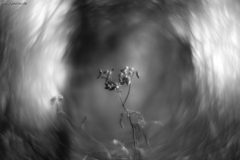 --Helios 44 Swirly Bokeh - ������� (����������)