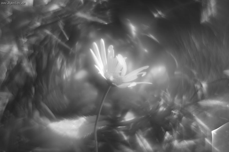 --Helios 44 Swirly Bokeh -  ()