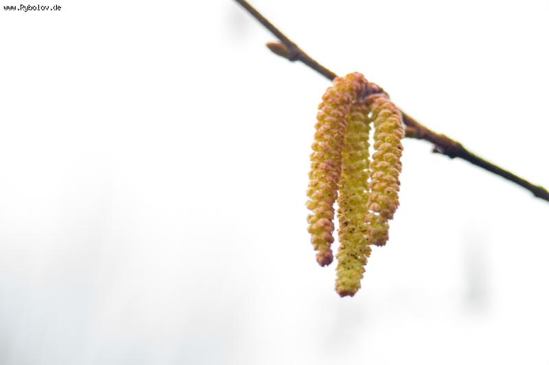 --Germany, Winter 2016 -  ()