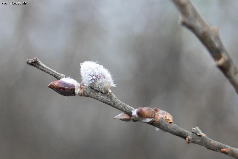 --����� � �������, NRW  - ������� (����������)