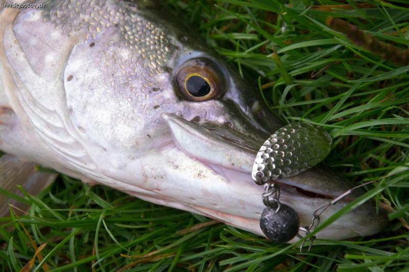 --28.08.2016 - ������� (����������)