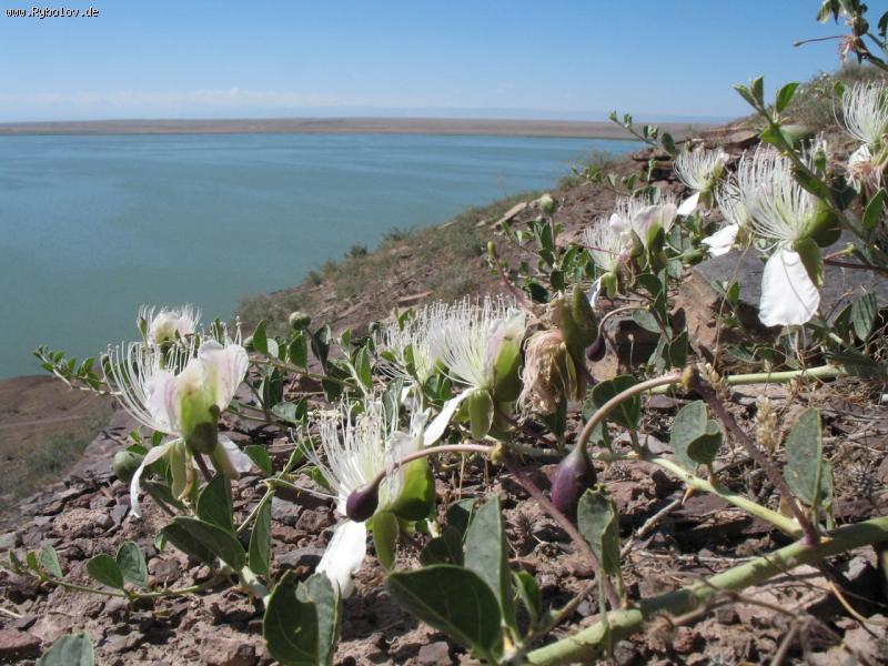 --������.�.����� - ������� (����������)