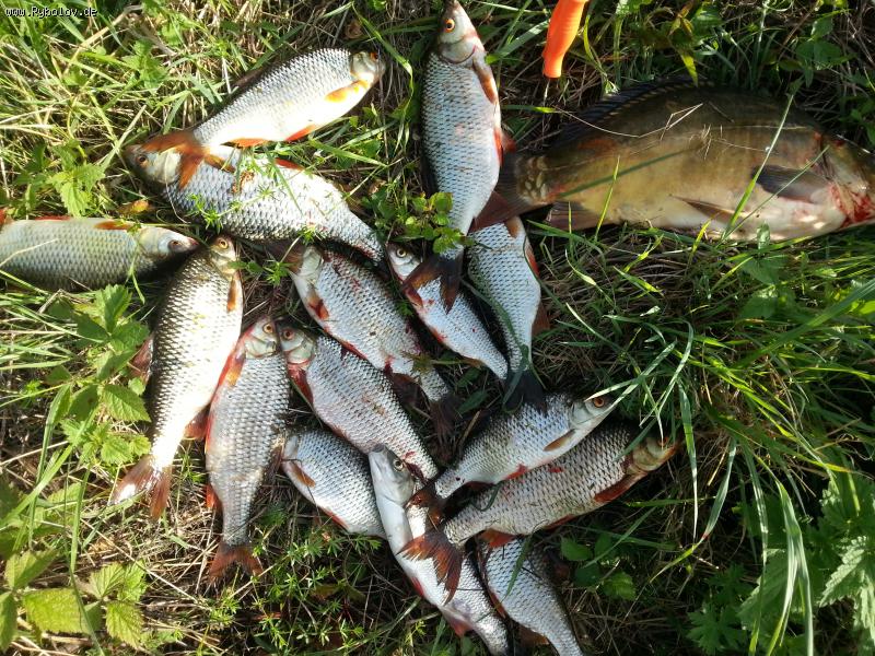 --Main-2016 - ������� (����������)