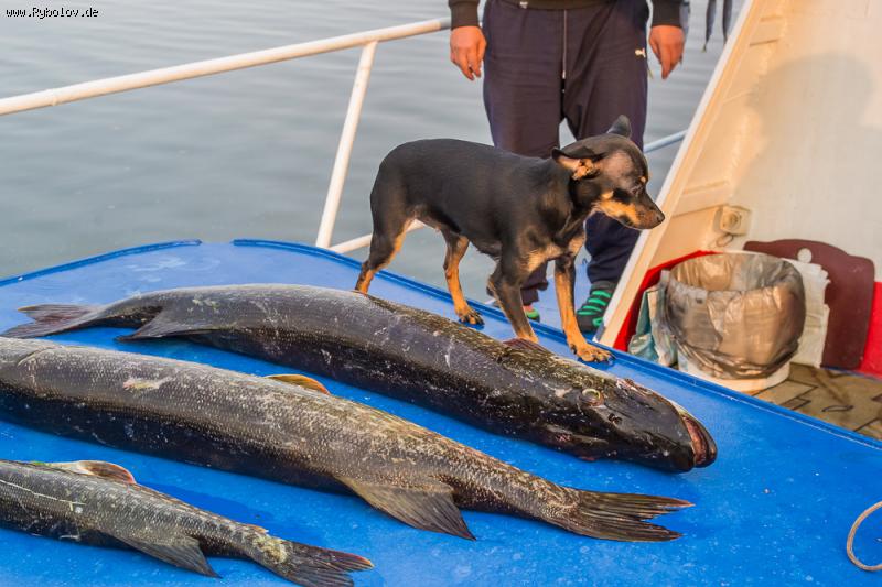 --������ 2016. - ������� (����������)