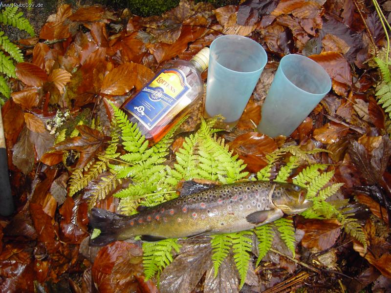 --FOREL (gleihe) -  ()