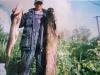 Сом 14 кг,щука 12... - рыбалка (фотоальбом)