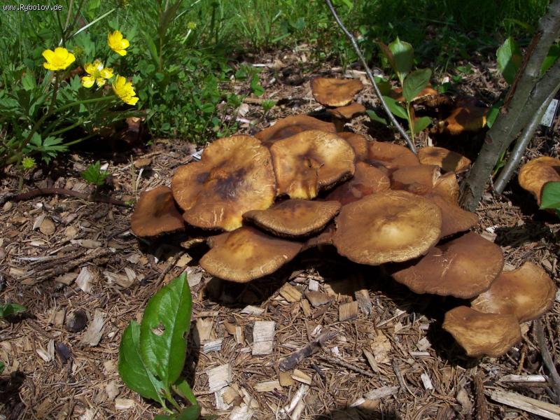 --�����... - ������� (����������)