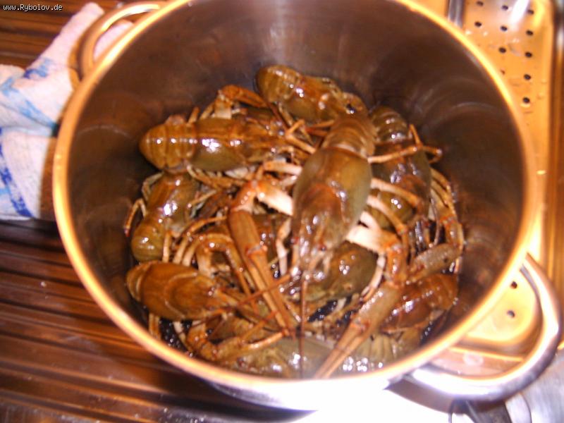 --���� 2006!!! - ������� (����������)