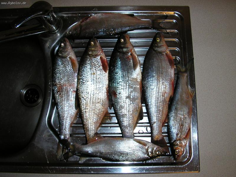 --����� 7 ����. 01.02.07 - ������� (����������)