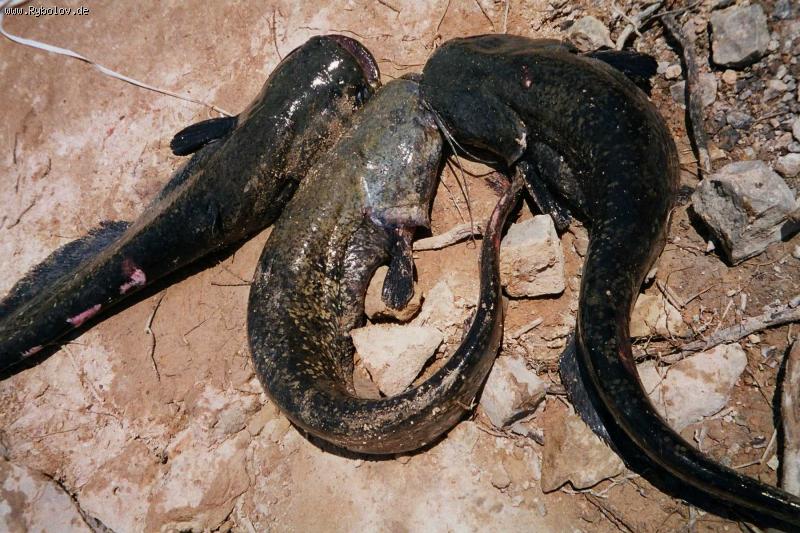 --�������  ���  2006. - ������� (����������)