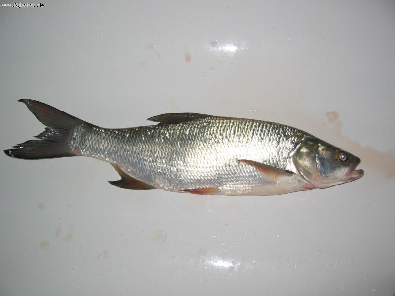 --���������... - ������� (����������)