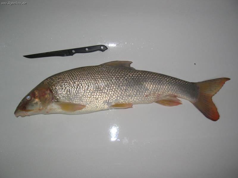 --�������� ����� �� ��������� - ������� (����������)